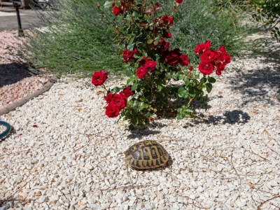 Apartment Apartments with parking space Smrdelje, Krka - 23078 - Apartments with parking space Smrdelje, Krka - 23078 - Outdoor photo 33