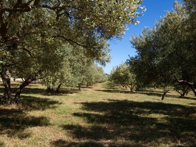 Apartment Apartments with parking space Smrdelje, Krka - 23078 - Apartments with parking space Smrdelje, Krka - 23078 - Outdoor photo 45