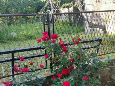 Holiday house Seaside holiday house Poljica, Trogir - 23107 - Seaside holiday house Poljica, Trogir - 23107 - Outdoor photo 9