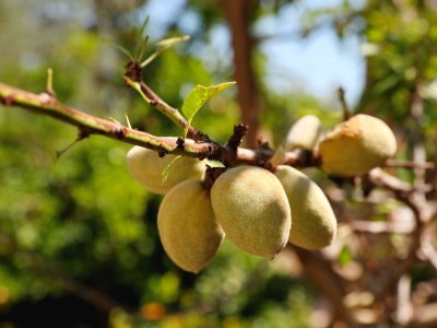 Holiday room near beach Cove Golubovac, Kornati S-23062-a - Outdoor photo 10