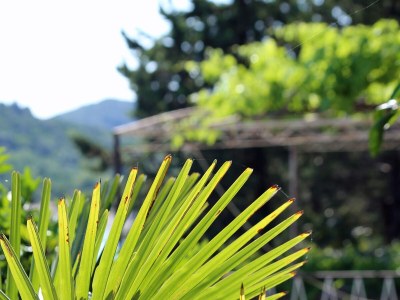 Holiday room near beach Trpanj, Pelješac S-258-a - Outdoor photo 8