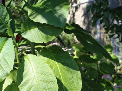 Holiday room near beach Trpanj, Pelješac S-258-b - Outdoor photo 9