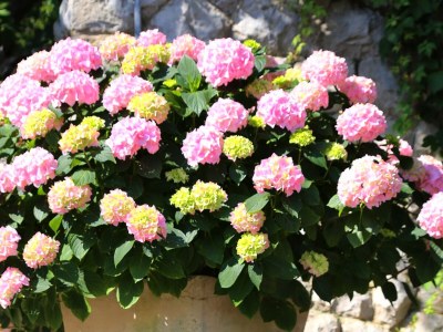 Holiday room near beach Trpanj, Pelješac S-258-d - Outdoor photo 7