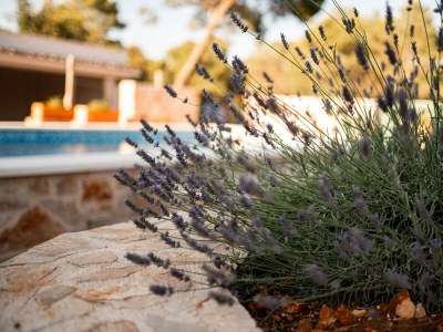 Holiday house Three bedroom house with terrace Basina, Hvar K-23475 - Outdoor photo 13