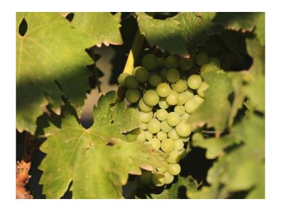 Holiday house Comfortable and spacious house with terrace Sikovo, Biograd K-23718 - Outdoor photo 36