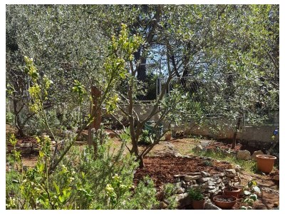 Holiday house One bedroom house near beach Maslinica, Šolta K-23755 - Outdoor photo 6