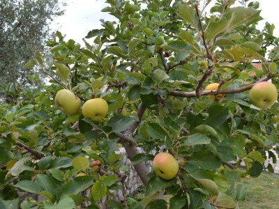 Apartment Two bedroom apartment with terrace Punat, Krk A-16307-a - Outdoor photo 7