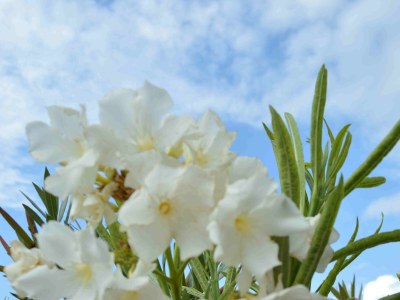 Apartment Two bedroom apartment with terrace Punat, Krk A-16307-a - Outdoor photo 8