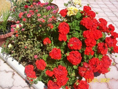 Apartment Two bedroom apartment with balcony and sea view Cove Ljubljeva, Trogir A-14314-d - Outdoor photo 14