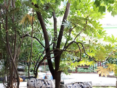 Apartment Apartments by the sea Petrčane, Zadar - 16828 - Outdoor photo 18