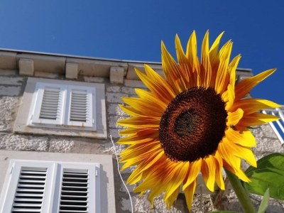 Apartment Studio flat near beach Lumbarda, Korčula AS-14647-b - Outdoor photo 6