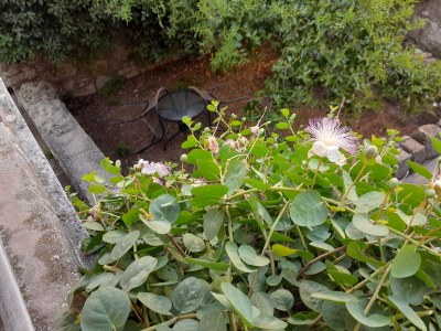 Apartment Studio flat near beach Lumbarda, Korčula AS-14647-b - Outdoor photo 13