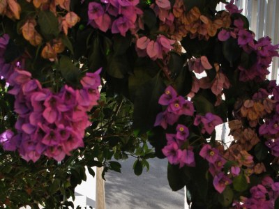 Apartment Studio flat with air-conditioning Brna, Korčula AS-15730-a - Outdoor photo 5