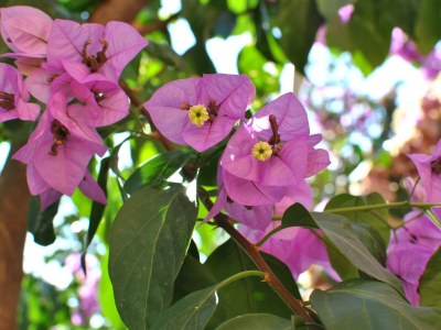 Apartment Studio flat with air-conditioning Brna, Korčula AS-15730-a - Outdoor photo 9