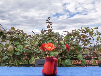 Apartment Two bedroom apartment with terrace Rogoznica A-15876-a - Outdoor photo 17