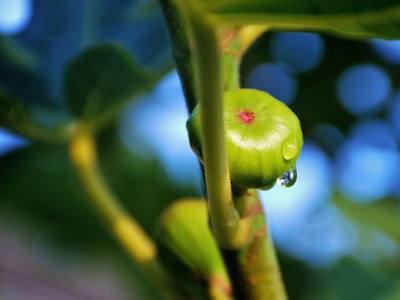 Apartment Two bedroom apartment near beach Sevid, Trogir A-15404-c - Outdoor photo 8