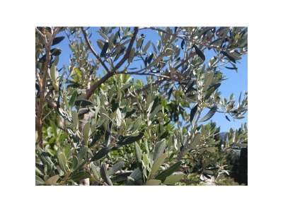 Apartment Two bedroom apartment with balcony and sea view Brist, Makarska A-15443-b - Outdoor photo 4