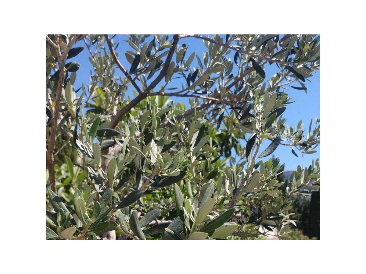 Apartment Studio flat with terrace Brist, Makarska AS-15443-a - Outdoor photo 3