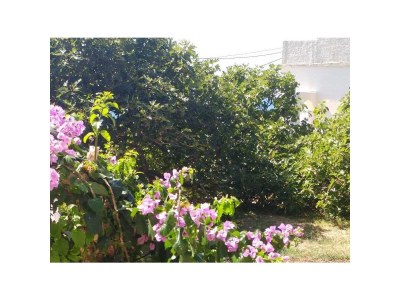 Apartment Studio flat with terrace Brist, Makarska AS-15443-a - Outdoor photo 6