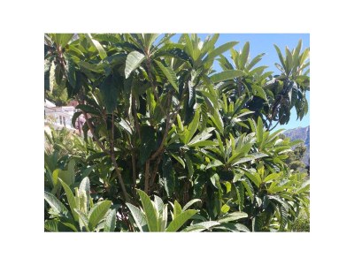 Apartment Studio flat with terrace Brist, Makarska AS-15443-a - Outdoor photo 8