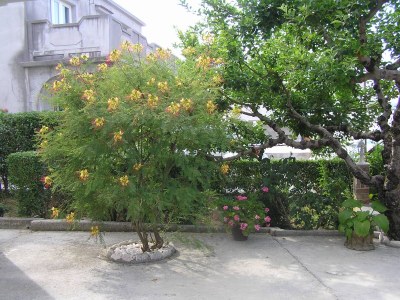 Apartment One bedroom apartment with terrace Supetarska Draga - Donja, Rab A-15999-b - Outdoor photo 15