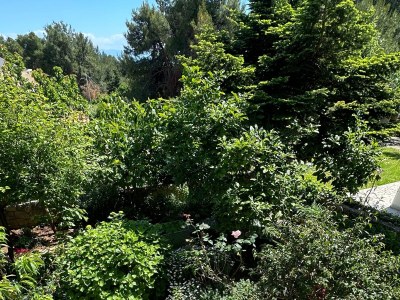 Apartment One bedroom apartment with terrace Mali Lošinj, Lošinj A-14844-a - Outdoor photo 14