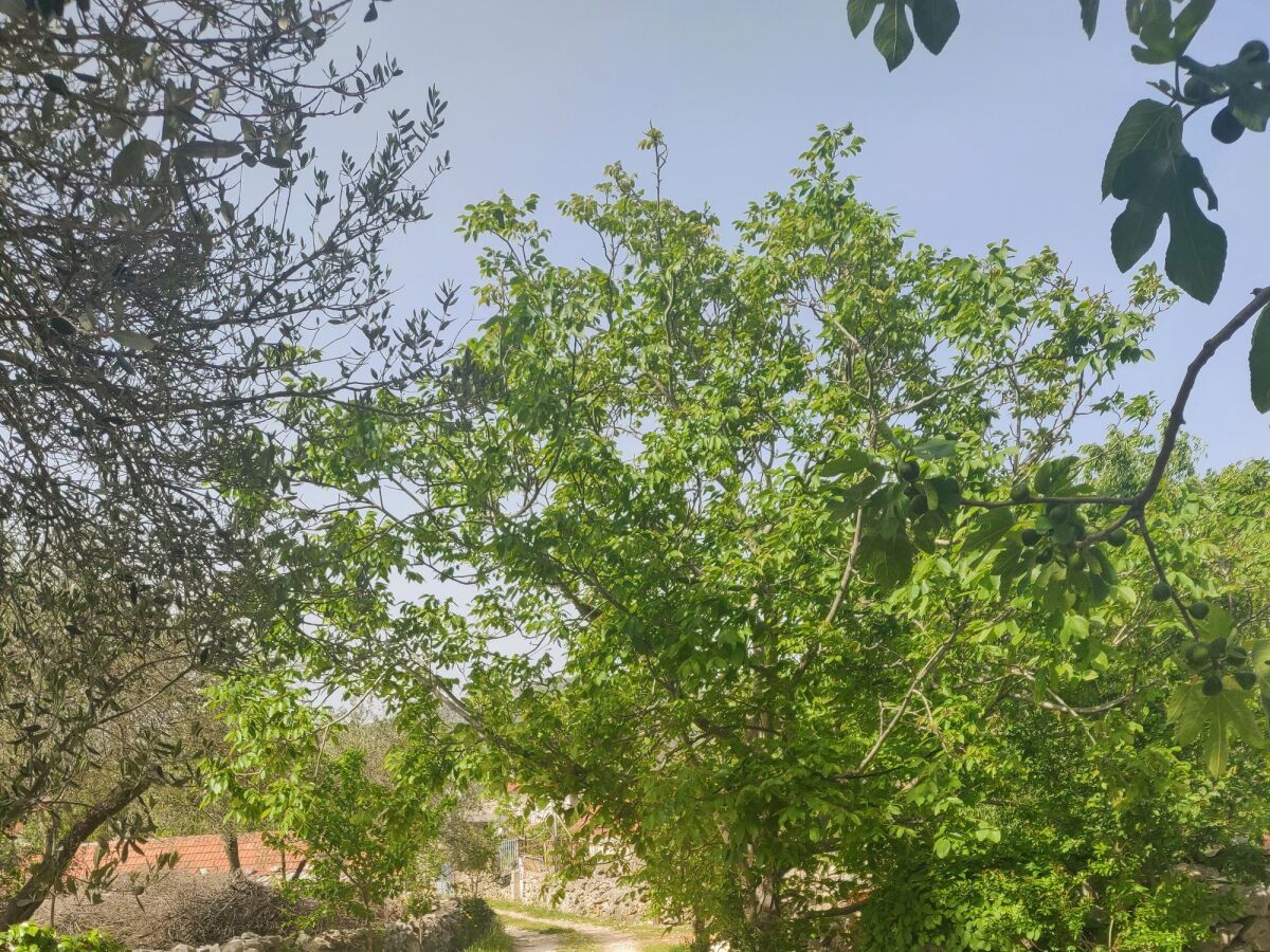 Apartment One bedroom apartment with balcony and sea view Vinišće, Trogir A-17062-b - Outdoor photo 5