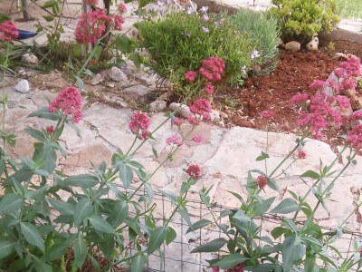 Apartment Two bedroom apartment near beach Cove Skozanje, Hvar A-14899-a - Outdoor photo 8