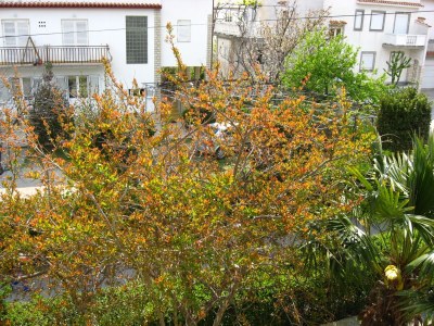 Apartment Two bedroom apartment with terrace Palit, Rab A-14996-b - Outdoor photo 20