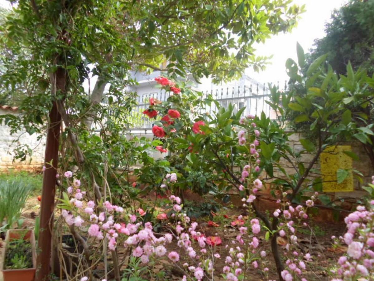 Apartment One bedroom apartment with terrace Banjole, Pula A-17398-c - Outdoor photo 5