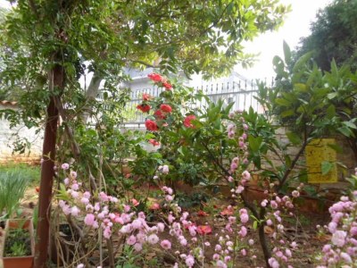 Apartment One bedroom apartment with terrace Banjole, Pula A-17398-c - Outdoor photo 5