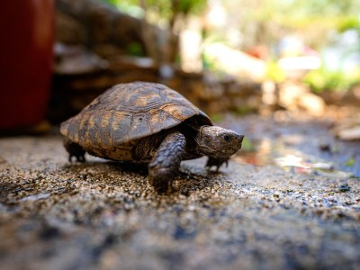 Apartment Two bedroom apartment with balcony Stari Grad, Hvar A-18458-a - Outdoor photo 8