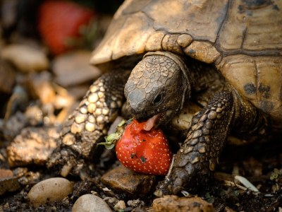 Apartment Two bedroom apartment with balcony Stari Grad, Hvar A-18458-a - Outdoor photo 9