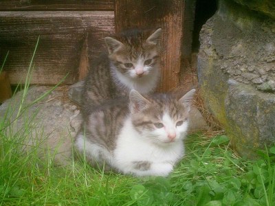 Holiday apartment Kleinitz, organic farm Plonerhof - Outdoor photo 5