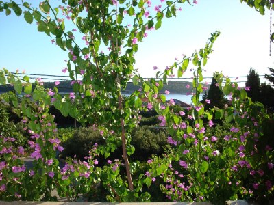 Apartment One bedroom apartment with balcony and sea view Barbat, Rab A-17620-b - Outdoor photo 14