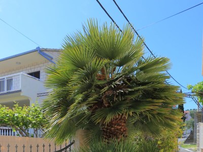 Apartment Two bedroom apartment with terrace and sea view Arbanija, Čiovo A-18797-a - Outdoor photo 11