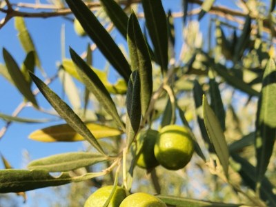 Apartment Studio flat with terrace Pinezići, Krk AS-18967-a - Outdoor photo 9