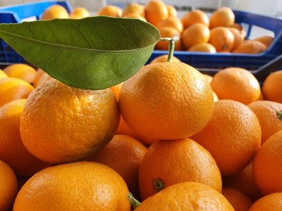 Apartment Studio flat with terrace Pinezići, Krk AS-18967-a - Outdoor photo 10