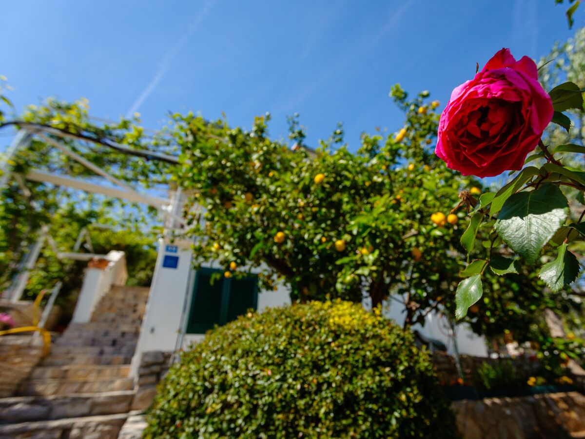 Apartment One bedroom apartment with balcony and sea view Cove Gornja Krusica, Šolta A-20021-b