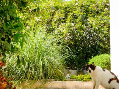 Apartment One bedroom apartment with balcony and sea view Cove Gornja Krusica, Šolta A-20021-b - Outdoor photo 10