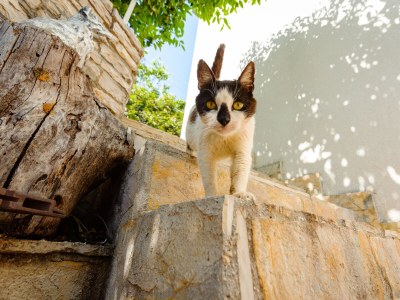 Apartment One bedroom apartment with balcony and sea view Cove Gornja Krusica, Šolta A-20021-b - Outdoor photo 11