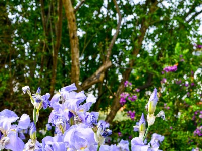 Apartment Two bedroom apartment with terrace Barbat, Rab A-20170-c - Outdoor photo 16