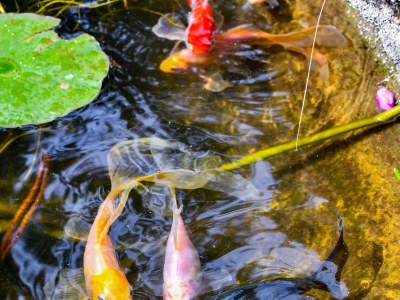 Apartment Two bedroom apartment with terrace Barbat, Rab A-20170-e - Outdoor photo 15