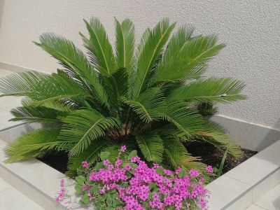 Apartment Studio flat with balcony and sea view Vir AS-20205-a - Outdoor photo 7