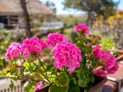 Apartment Two bedroom apartment with terrace Povljana, Pag A-21342-a - Outdoor photo 28