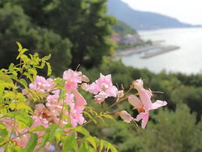 Apartment One bedroom apartment with terrace and sea view Podgora, Makarska A-21817-a - Outdoor photo 14