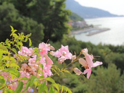 Apartment Studio flat with terrace and sea view Podgora, Makarska AS-21817-a - Outdoor photo 14