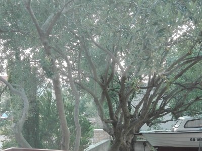 Apartment Two bedroom apartment with terrace Brodarica, Šibenik A-21888-a - Outdoor photo 21