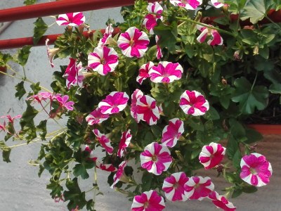 Apartment One bedroom apartment with terrace and sea view Brodarica, Šibenik A-21888-c - Outdoor photo 6