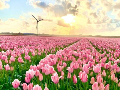 Holiday house Chalet nahe Strand Sint Maartenszee - Environment photo 18